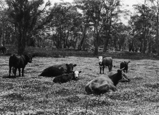 Virgin ground at Wyambi sowed to pasture