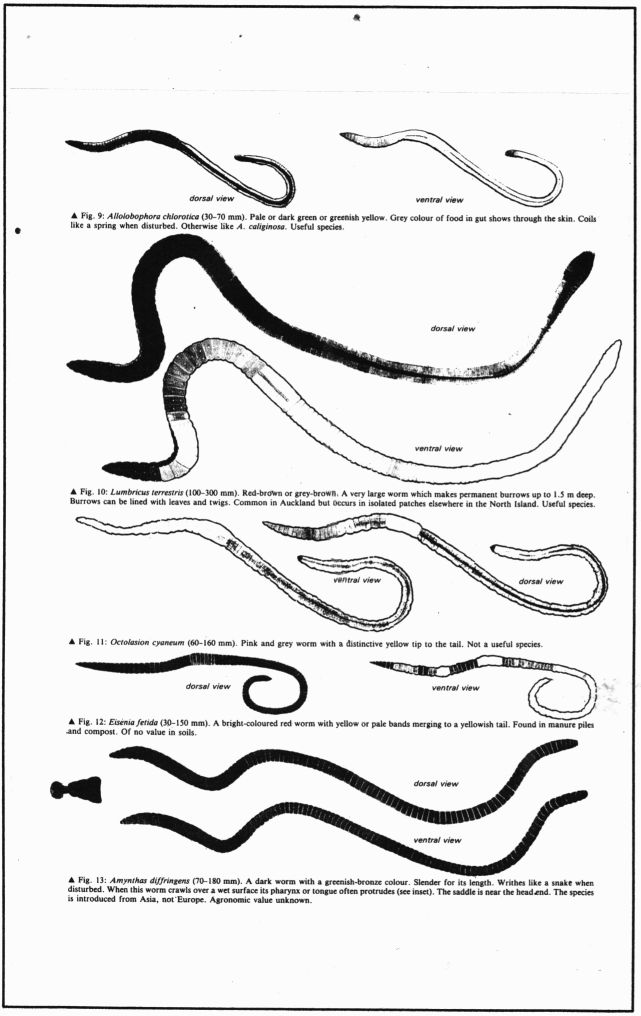 MAF Earthworm pamphlet