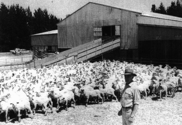 panish Merino sheep