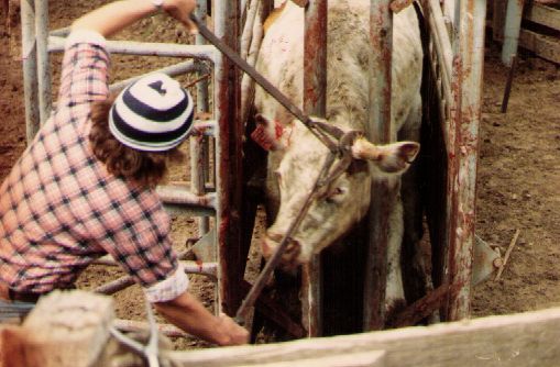 Steer being dehorned