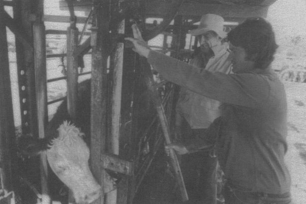 checking cows for breeding